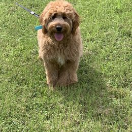 Mimi - Goldendoodle