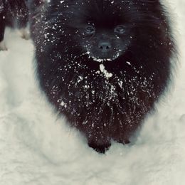 Momo🐾 - Pomeranian