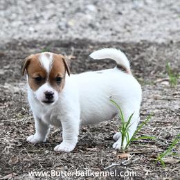 Shirley - White and tan female Russell Terrier puppy in Citra, Florida from Butterball Kennel
