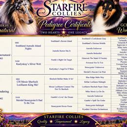 Collie puppies from Starfire Collies