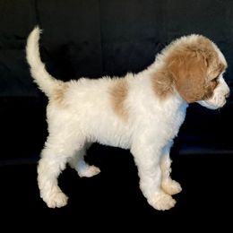 Goldendoodle Puppies from Doodles von Fletcher