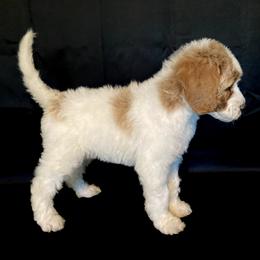 Goldendoodle Puppies from Doodles von Fletcher