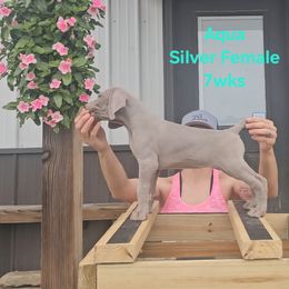 Weimaraner Puppies from So-IN Weimaraner's
