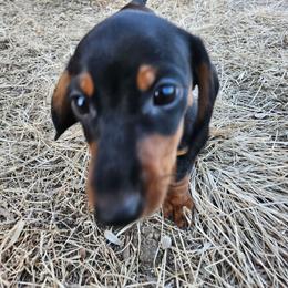 Girl 1 Nova - Black and tan female Dachshund puppy in Neola, Iowa from Eiram Dachshunds