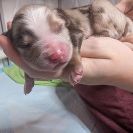 Raspberry - Red merle male Toy Australian Shepherd puppy in Lakeland, Florida from Under the Oak Aussies