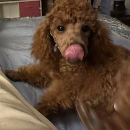 Poodle Puppies from Top Shelf Toy Dogs