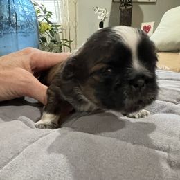 Girl 2 - Shih Tzu puppy from Furever Family