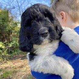 Assorted Doodle Crosses Puppies from Simply Newfiepoo