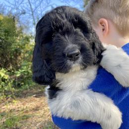 Assorted Doodle Crosses Puppies from Simply Newfiepoo