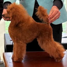 Caspian - Poodle