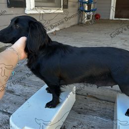 Storm - Black female Dachshund puppy in Gatesville, Texas from Emily’s Doxie Domain