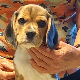 Beagles and English Foxhounds from Desperado Beagles & English Foxhounds