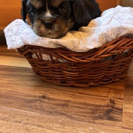 Cavalier King Charles Spaniel and Cavapoo Puppies from Cavaliers of Windsor