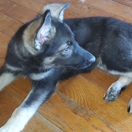 Girl 1 - Black and cream Shiloh Shepherd puppy in New York from Strauss Haus Shepherds
