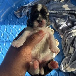 JAX - Brindle and white male Shih Tzu puppy in Southaven, Mississippi from Fluff and Tuff Shih Tzus