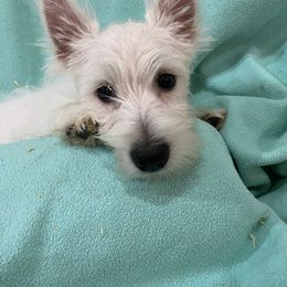 Chesapeake Bay Retriever and West Highland White Terrier Puppies from BlueBelle's Canine Companions
