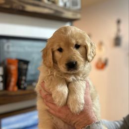White collar - Light golden female Golden Retriever puppy in Rainier, Washington from Hanson’s NW Goldens & Doodles