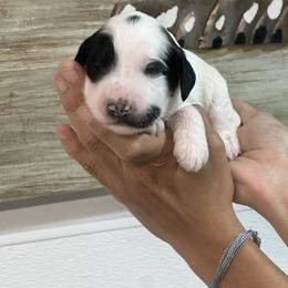 Snoopy ( Blue collar) - Black and chalk male Australian Labradoodle puppy in Milton, North Carolina from Good Day Doodles