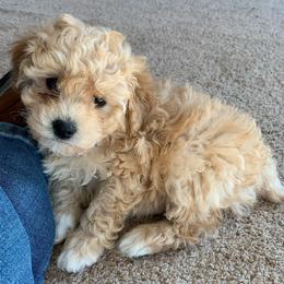 Sparky - Apricot male Poodle puppy in Haddam, Kansas from Golden B Acres
