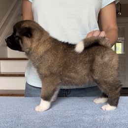 Girl 2 - Akita puppy in Coopersburg, Pennsylvania from Main Street Akitas