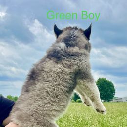 Siberian Husky Puppies from Red Top Huskies
