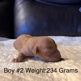 Boy 2 - Apricot male Cavapoo puppy in Pendleton, Oregon from Columbia Basin Cavapoos