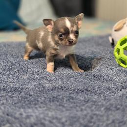 Hopscotch - Blue merle male Chihuahua puppy in Demorest, Georgia from Sourpatch Chihuahuas