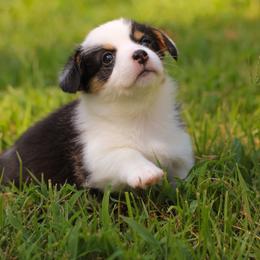 American Corgi and Pembroke Welsh Corgi Puppies from High Cotton Corgis