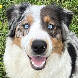 Australian Shepherds from OakHaven Acres Aussies