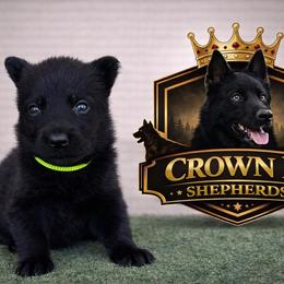 Lime Collar - Black female German Shepherd puppy in Casscoe, Arkansas from Crown H Shepherds