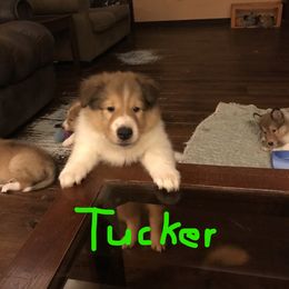 Collie Puppies from Whites Collies