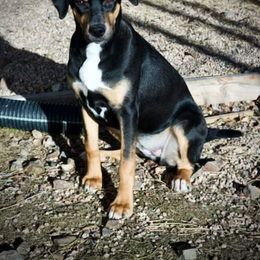 Catahoula Leopard Dog Puppies from ZM Catahoulas