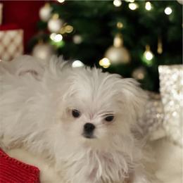 Korean Summer - White female Maltese puppy in Mooresville, North Carolina from Clearview Canines