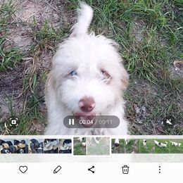 Aussiedoodle Puppies from S & L Oodles of Doodles