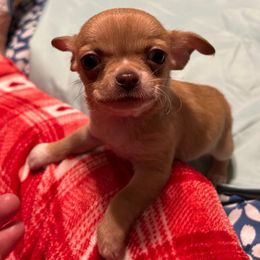 Cooper - Chocolate male Chihuahua puppy in Hampton, Virginia from Chilove Chihuahuas