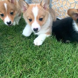 Pembroke Welsh Corgi Puppies from Southern Corgi