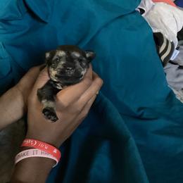 Flower - Black and silver female Miniature Schnauzer puppy in Little Elm, Texas from Matrix Schnauzers