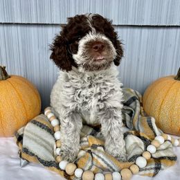 Lagotto Romagnolo Puppies from Agapē Lagotto Romagnolo