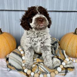 Lagotto Romagnolo Puppies from Agapē Lagotto Romagnolo