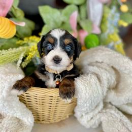 HeyHey - Black tri-color male Assorted Doodle Crosses puppy in Randolph, Utah from Dry Canyon Pups