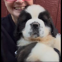 Blue Collar - Mahogany and white male Saint Bernard puppy in New Philadelphia, Ohio from Fletchers Saints
