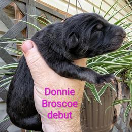 Donnie Broscoe - Black seal female German Shepherd puppy in Olean, New York from F&B Kennels