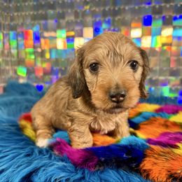 HangMan - Dapple male Dachshund puppy in Mc Neil, Arkansas from Shining A Lowriders & Co.