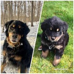 Bernese Mountain Dog, Golden Mountain Dog, and Golden Retriever Puppies from Canyon Meadows Farm