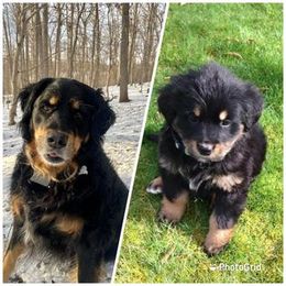 Bernese Mountain Dog, Golden Mountain Dog, and Golden Retriever Puppies from Canyon Meadows Farm