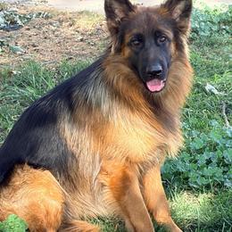 Jade - Black and red female German Shepherd puppy in Walla Walla, Washington from Silver Knight Shepherds