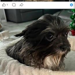 Jimmy - Yorkshire Terrier