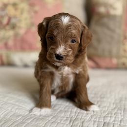Taffy - Red  female Goldendoodle puppy in Beckley, West Virginia from By Design Doodles