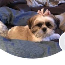 Gerdie - Shih Tzu