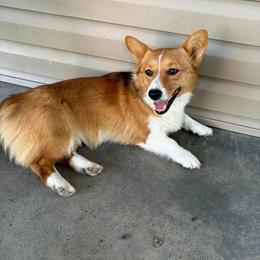 Dolly - Pembroke Welsh Corgi